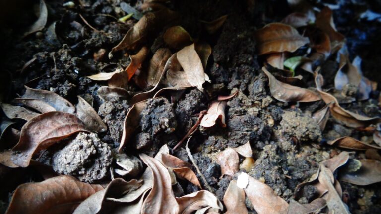 Leaf mold compost