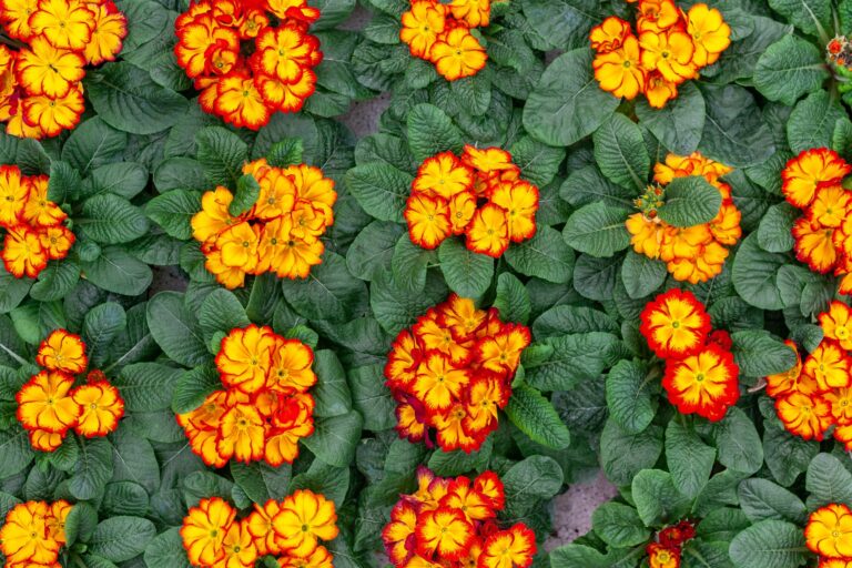 Vegetable flower bed
