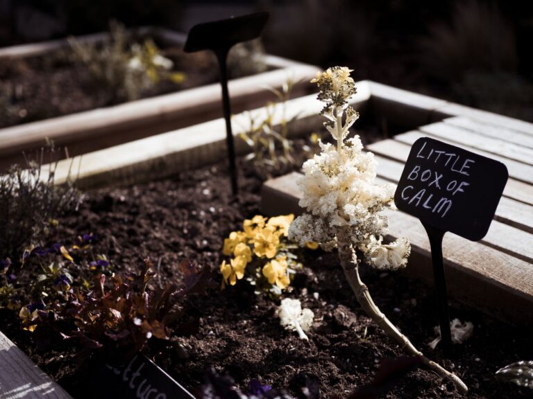 Herb border close