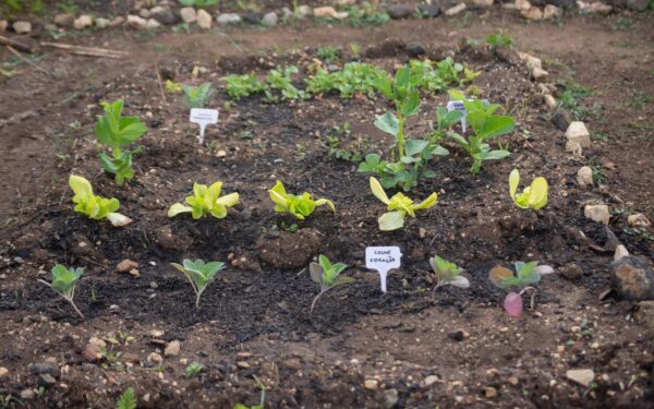 Simple plant spacing tips that make beds healthier and easier to care for