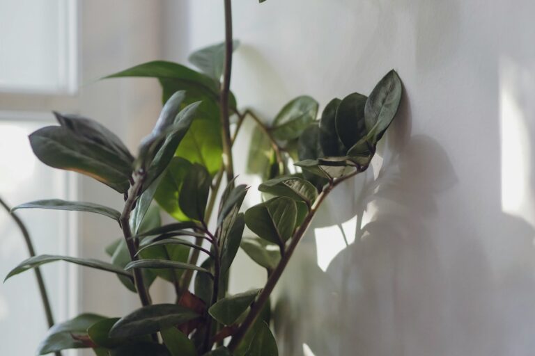 Vining houseplant being