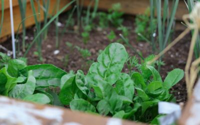 Simple raised bed care routines that keep your plot productive all season