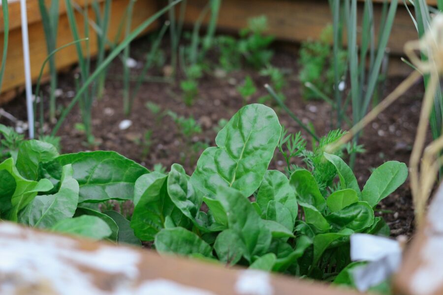 Raised garden bed