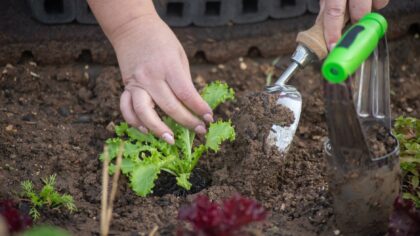 Simple soil testing at home that actually helps your beds grow better