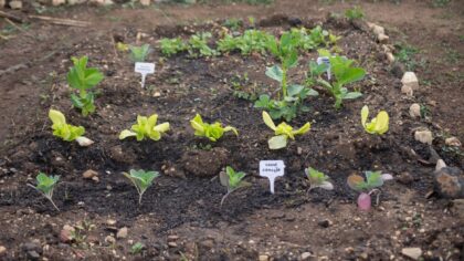 Simple succession sowing ideas that keep beds productive all season