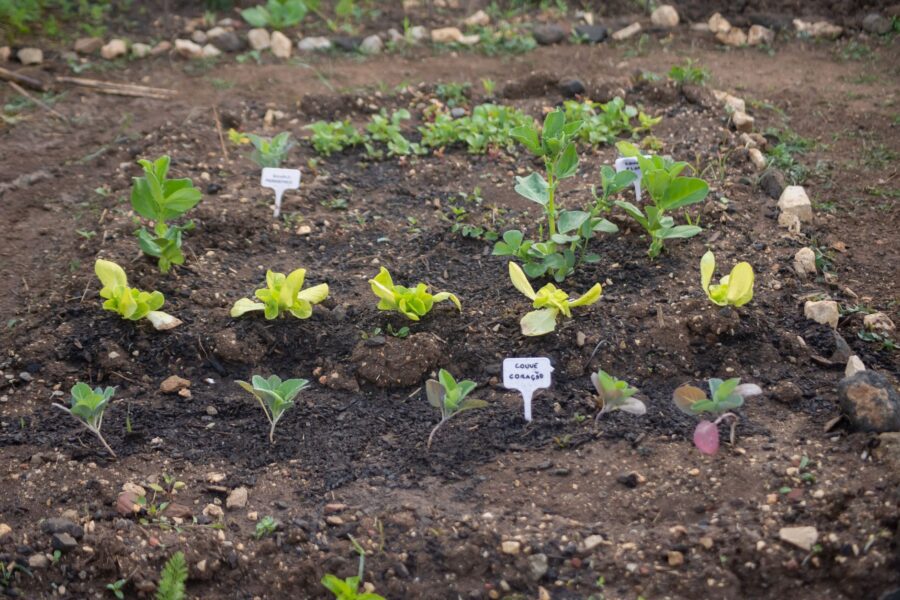 Succession sowing vegetable