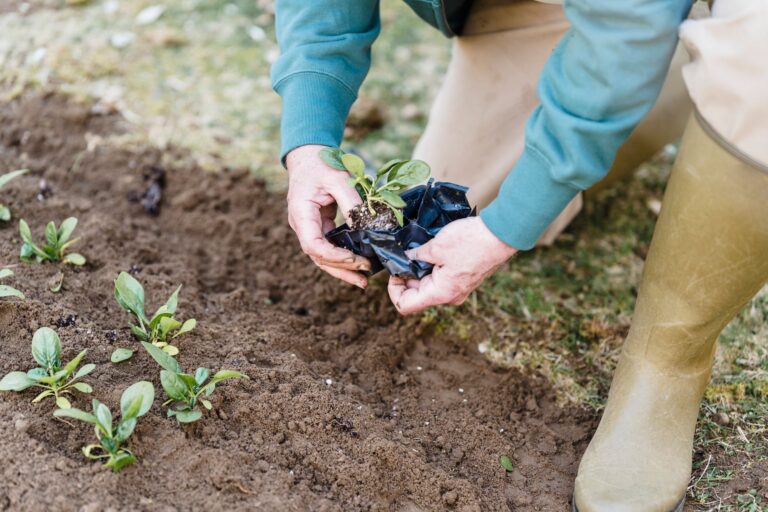 Succession sowing vegetable