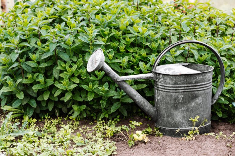 Watering can soil