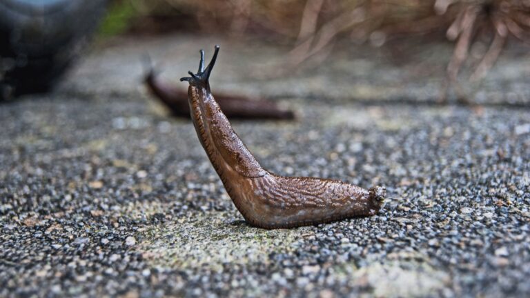 Beer trap slugs