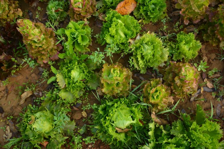 Slug damage lettuce