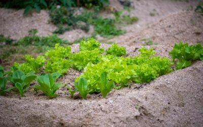 Slugs and snails in home beds: practical, low‑tox solutions that really help
