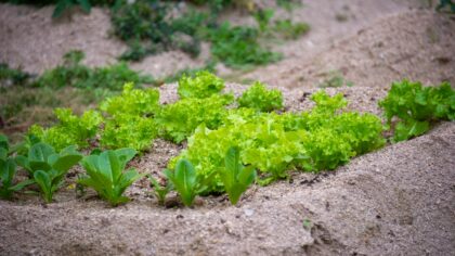 Slugs and snails in home beds: practical, low‑tox solutions that really help