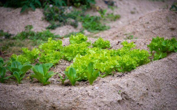Slugs and snails in home beds: practical, low‑tox solutions that really help