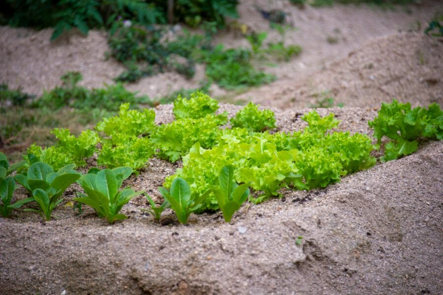 Slug damage lettuce