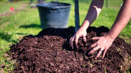 Smart moisture habits for drought-tolerant pots and beds