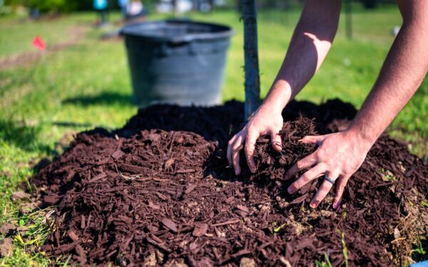 Smart moisture habits for drought-tolerant pots and beds