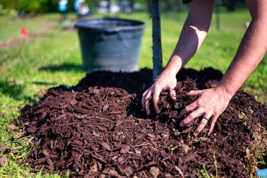 Drought tolerant garden
