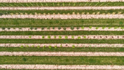 Smart plant spacing tips that help small plots stay healthy and easy to manage