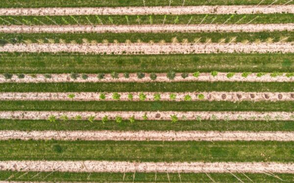 Smart plant spacing tips that help small plots stay healthy and easy to manage