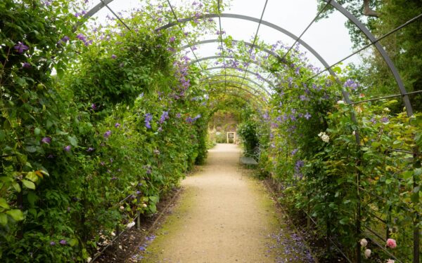 Soft arches and climbing plants that give small outdoor areas a gentle sense of arrival