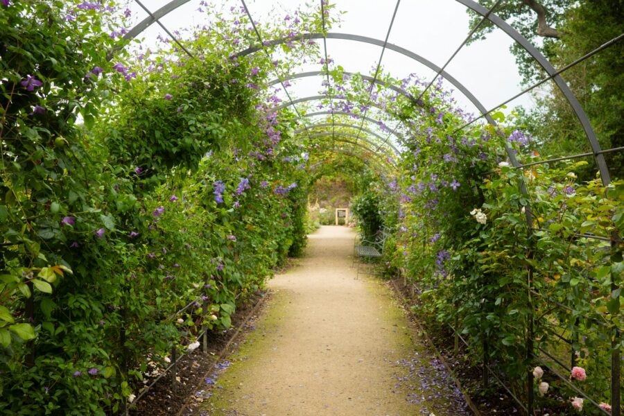Garden arch climbing