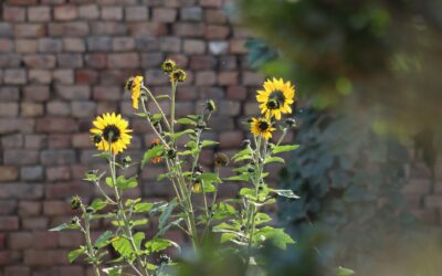 Soft edges: natural garden border ideas that make planting look effortless