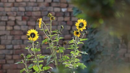 Soft edges: natural garden border ideas that make planting look effortless