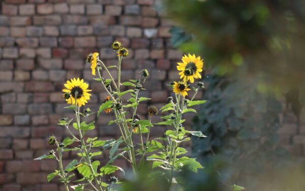 Soft edges: natural garden border ideas that make planting look effortless