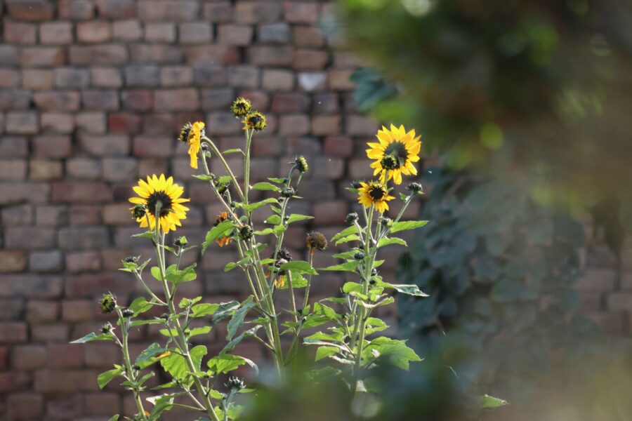 Natural garden border