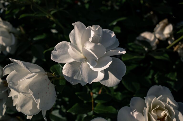 White roses silver