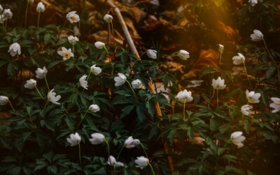 Soft white garden ideas for a calm and bright backyard