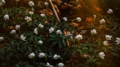 Soft white garden ideas for a calm and bright backyard