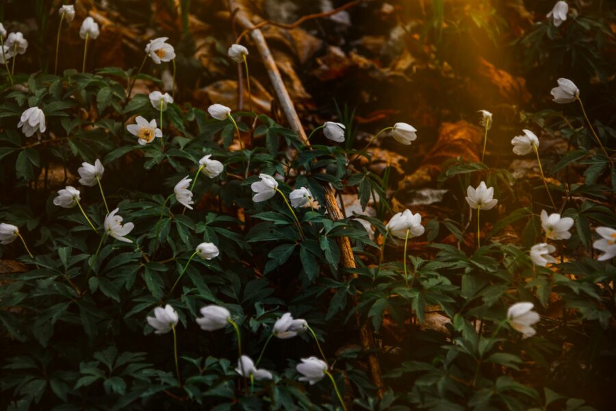 White garden flowers