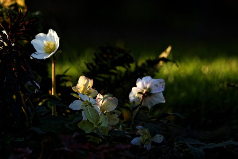 White garden flowers