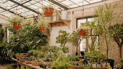 Spider plant care indoors: a simple guide to lush, arching foliage