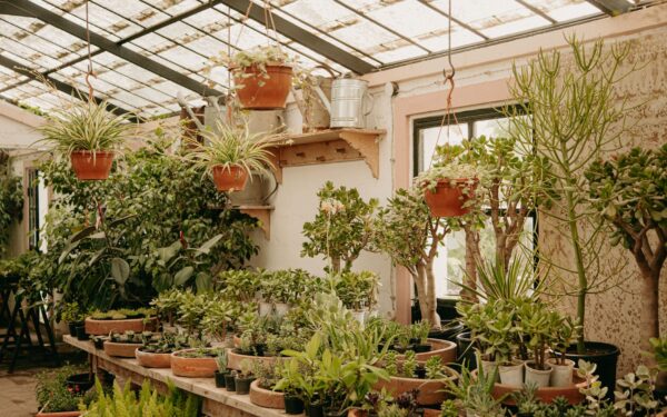 Spider plant care indoors: a simple guide to lush, arching foliage