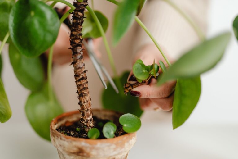 Close trimming pothos