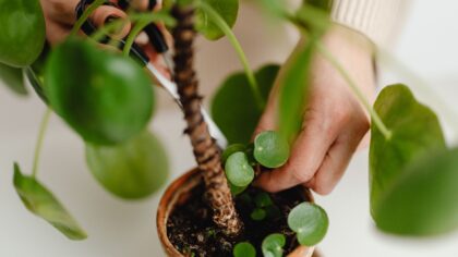 Spring pruning for indoor foliage: how to shape, refresh and safely trim house greenery