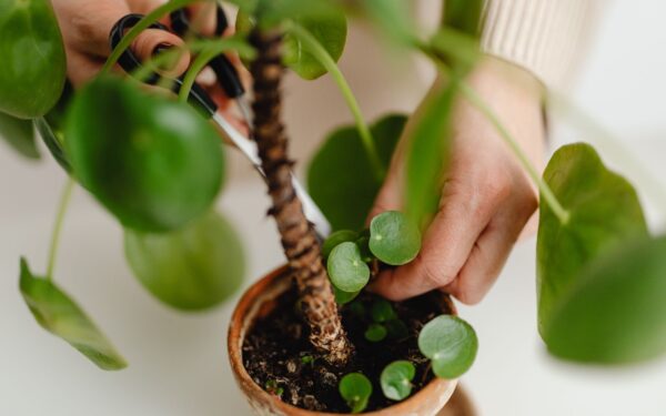 Spring pruning for indoor foliage: how to shape, refresh and safely trim house greenery