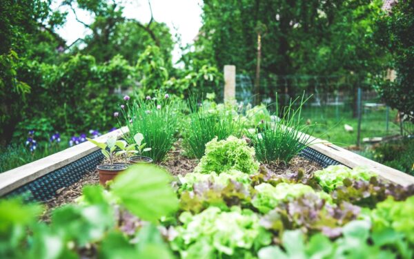 Succession planting made simple for continuous harvests from spring to frost