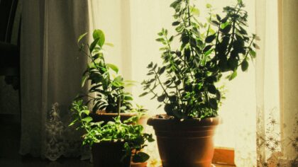 Summer care tips for indoor plants that struggle in the heat