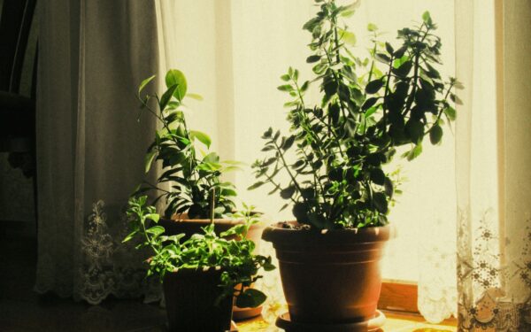 Summer care tips for indoor plants that struggle in the heat