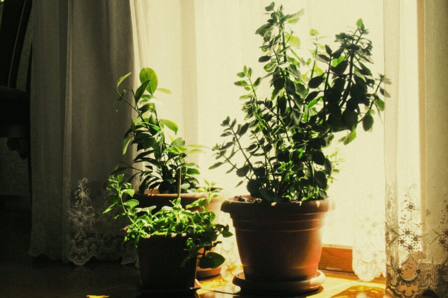 Potted indoor plants