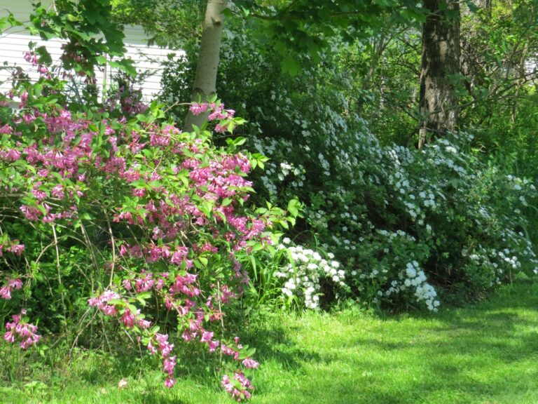 Flowering garden shrub