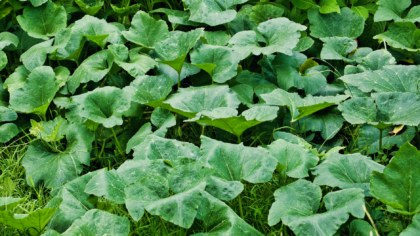 Sunburned leaves in summer beds: how to spot, prevent and gently repair damage