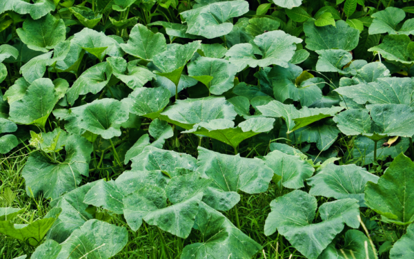 Sunburned leaves in summer beds: how to spot, prevent and gently repair damage