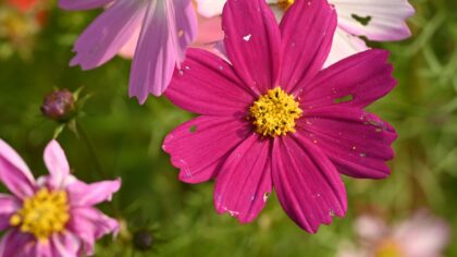 Thrips in home growing spaces: how to spot damage early and stop an infestation naturally