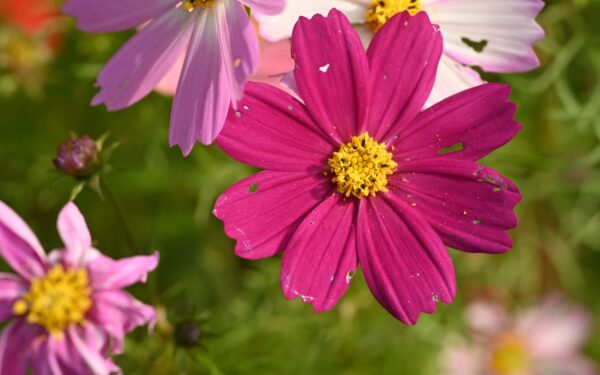 Thrips in home growing spaces: how to spot damage early and stop an infestation naturally