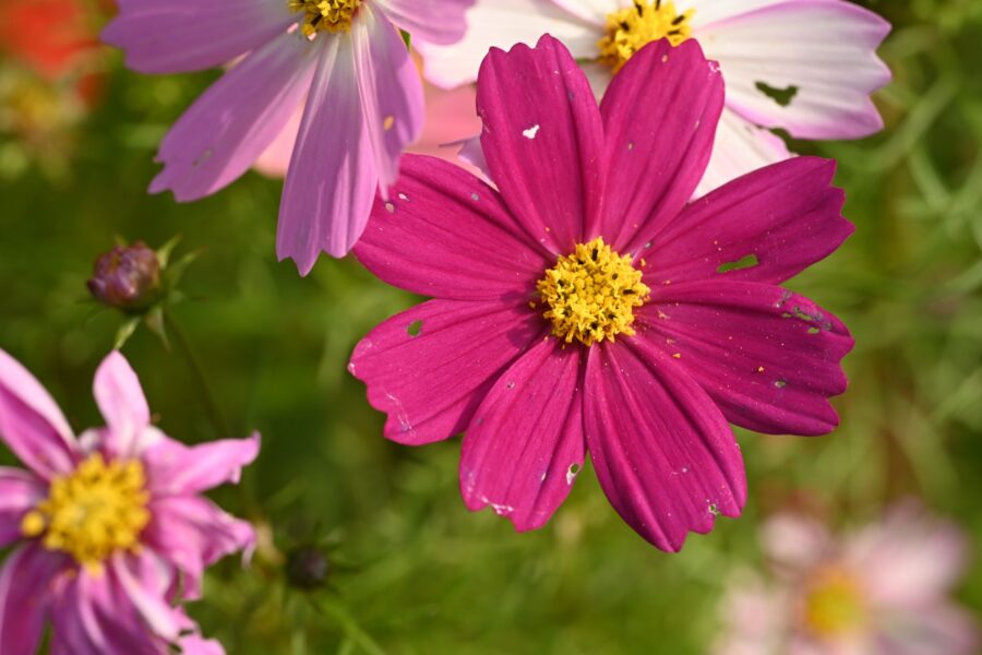 Thrips damage flower