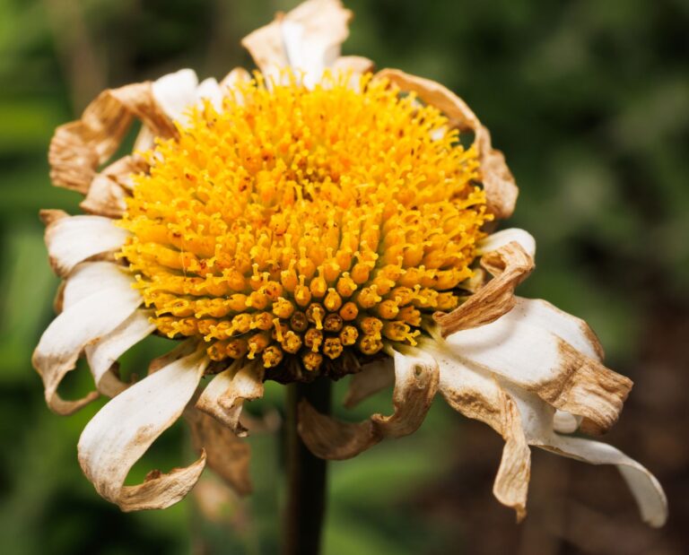 Thrips damage flower